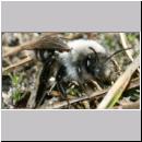 Andrena vaga - Weiden-Sandbiene -01- w03 13mm.jpg